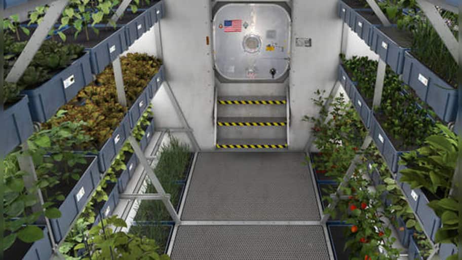 Ancient 'magic' plant to help grow food in space