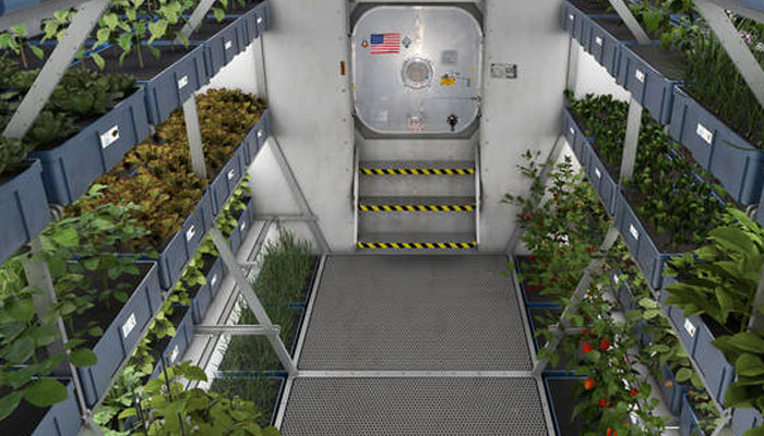 Ancient 'magic' plant to help grow food in space Ancient 'magic' plant to help grow food in space