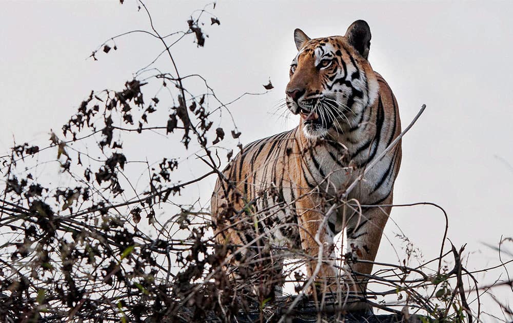 A tiger spotted in bushes near Kaliasot Dam in Bhopal.