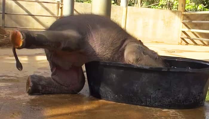 Watch: AdoraƄle 𝑏𝑎𝑏𝑦 elephant taking Ƅath on its own | India News | Zee News
