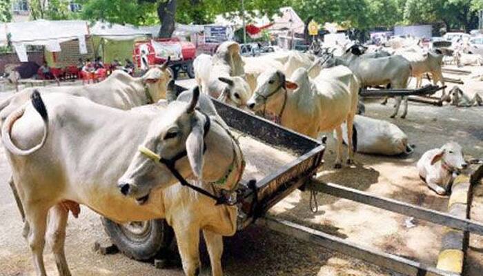 No ban on cow slaughter, beef in Delhi  