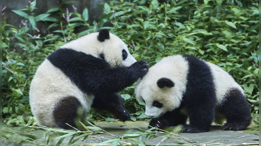 The 'gee-gee', 'wow-wow' of panda language decoded | -Environment News ...