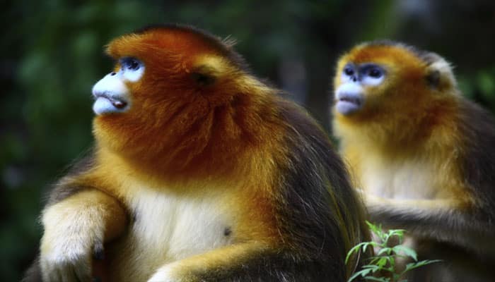 Endangered monkeys doing well in China