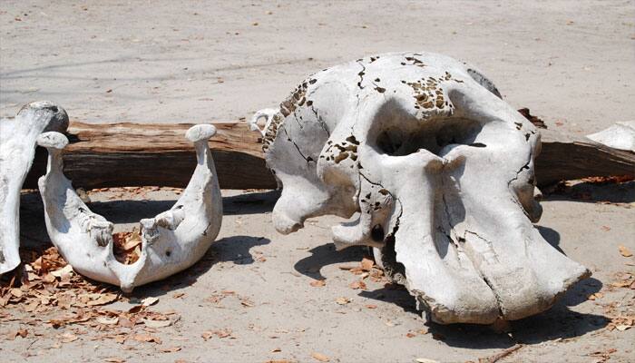 Ancient elephant skull found in China