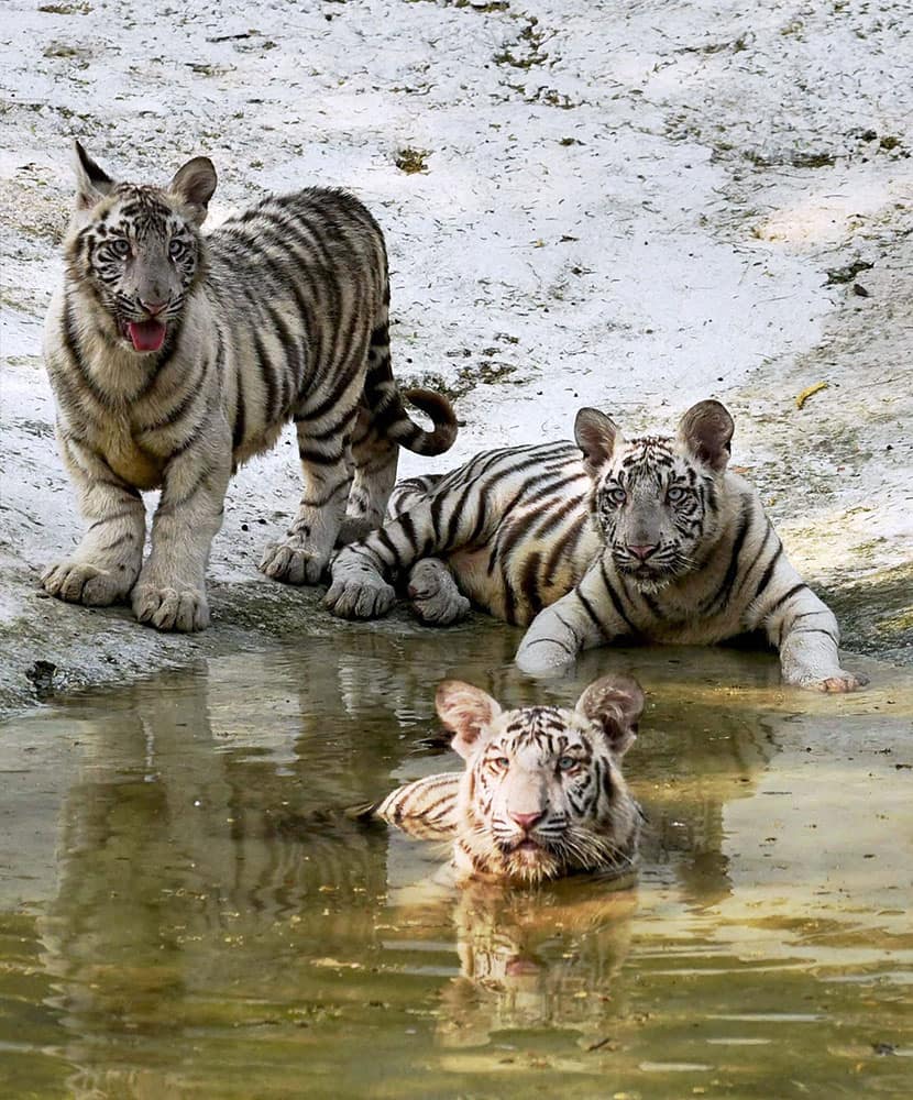 White Tiger cubs at National Zoological Park in New Delhi.