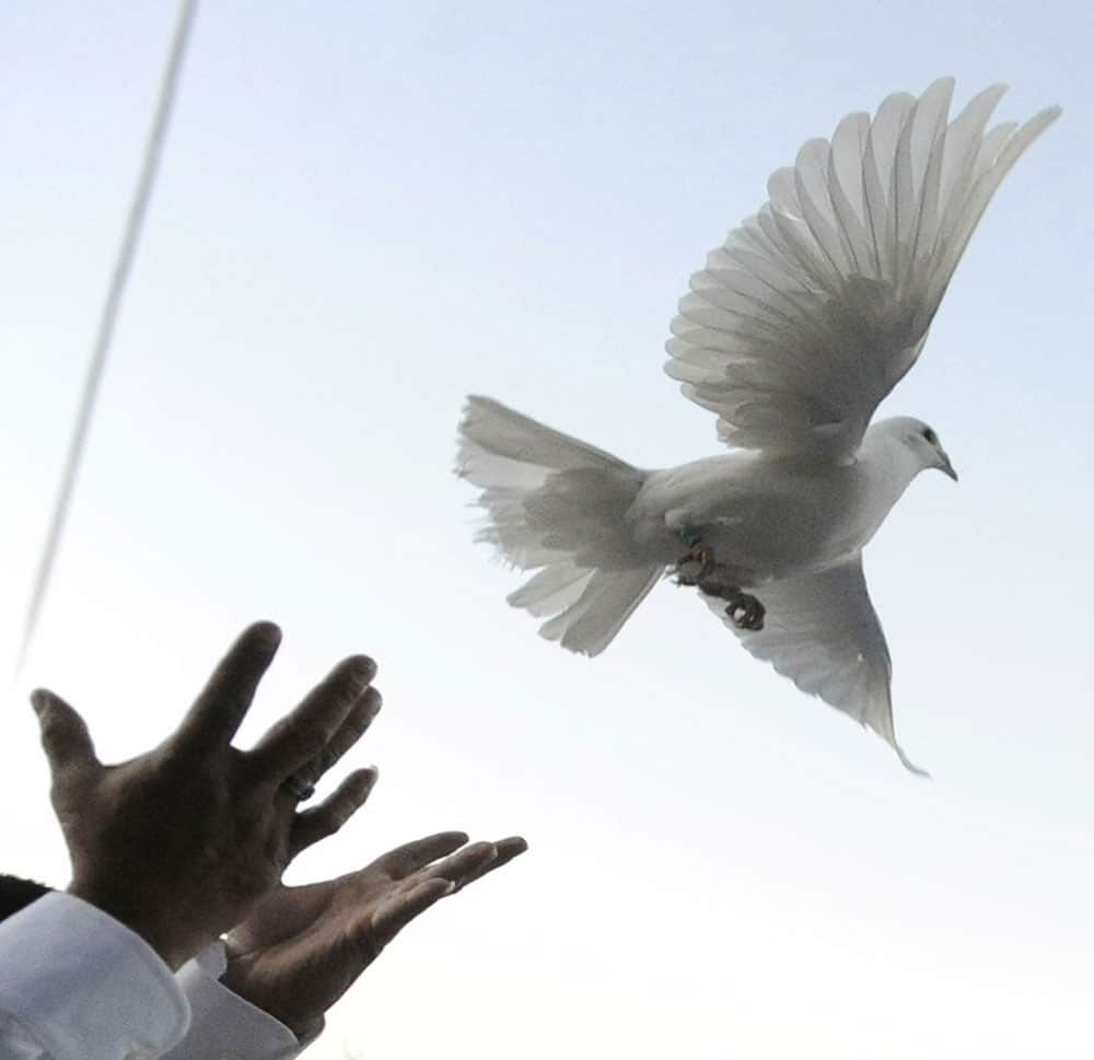 One of ten doves is released after the funeral service for Jennifer Vasquez at Springs Church in Colorado Springs, Colo.