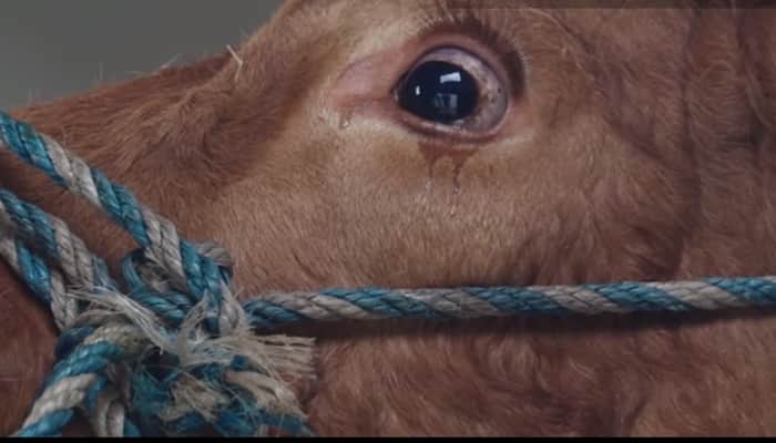 Watch: This cow sheds tears as she is headed to slaughter house