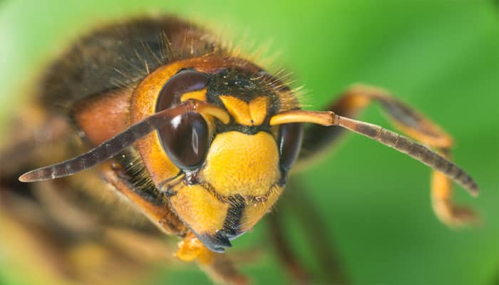 New group of wasp species discovered in India