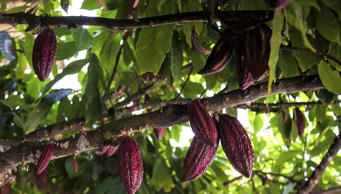 Cacao tree will survive climate change, says study