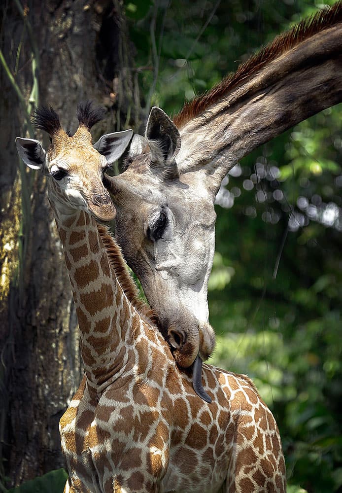 A giraffe calf born on Aug. 31, 2015, stands with his mother in its enclosure at the Singapore Zoo.