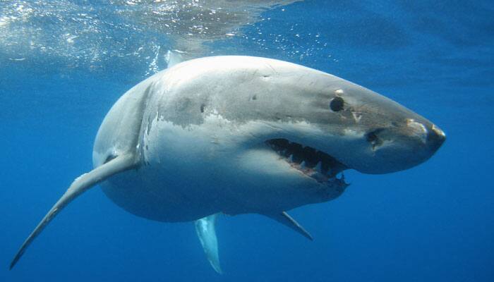Climate change to destroy sharks&#039; hunting ability