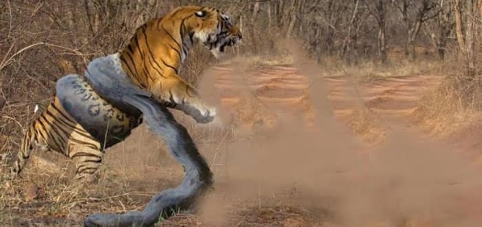 Tiger vs Great Anaconda: The epic battle goes viral on social media!
