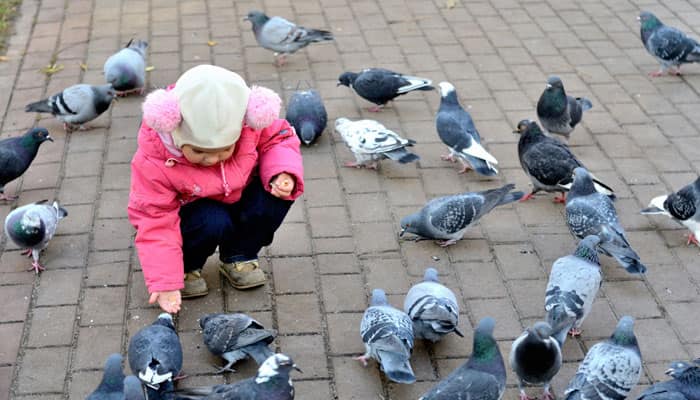 Feeding birds may spread diseases