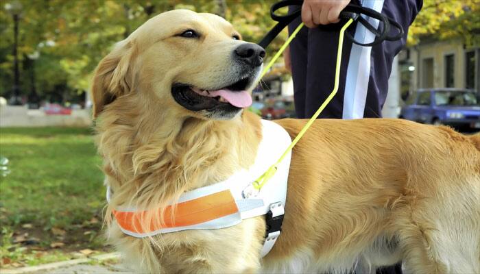 New device monitors health of guide dogs