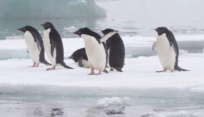 Penguin numbers on the rise as glaciers retreat: Report