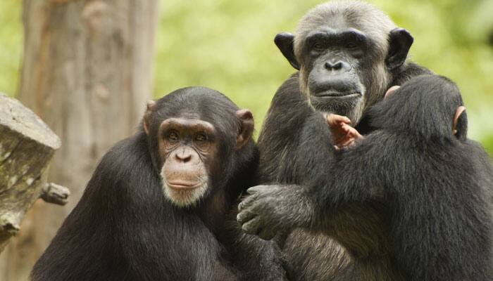 US government ends research on all chimpanzees