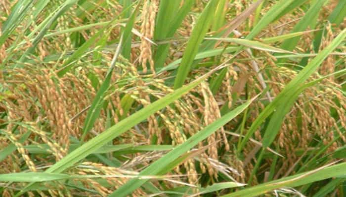 Paddy arrivals in Haryana rises 30% to 54.36 lakh tonnes