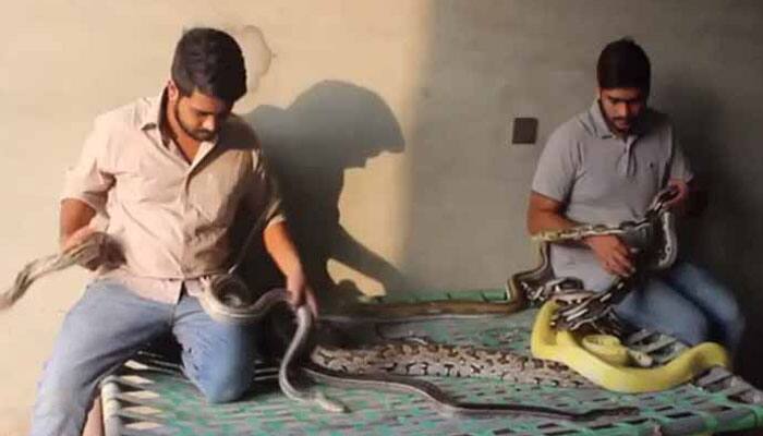  Strange obsession: Meet Pakistan&#039;s &#039;Python Brothers&#039; who live with over 100 snakes