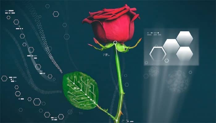 Power plant: World&#039;s first electronic &#039;cyborg&#039; rose is finally here!