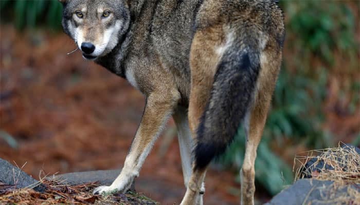 Wolves return to Warsaw area after decades