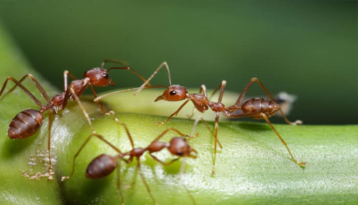 Army ants efficient in &#039;minding the gap&#039;