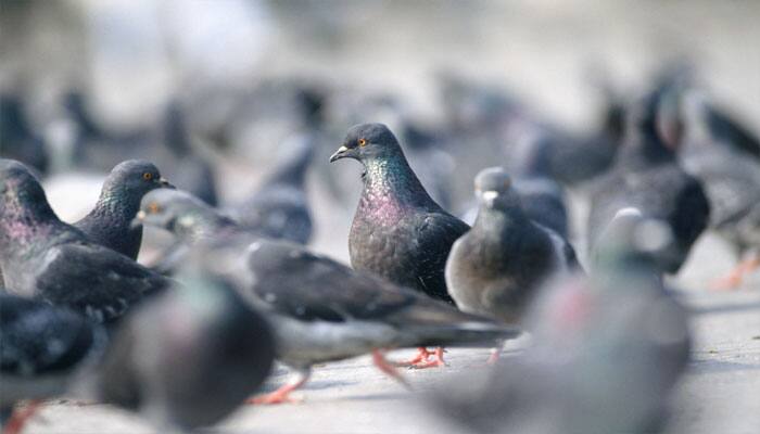 For pigeons, leadership simply depends on speed