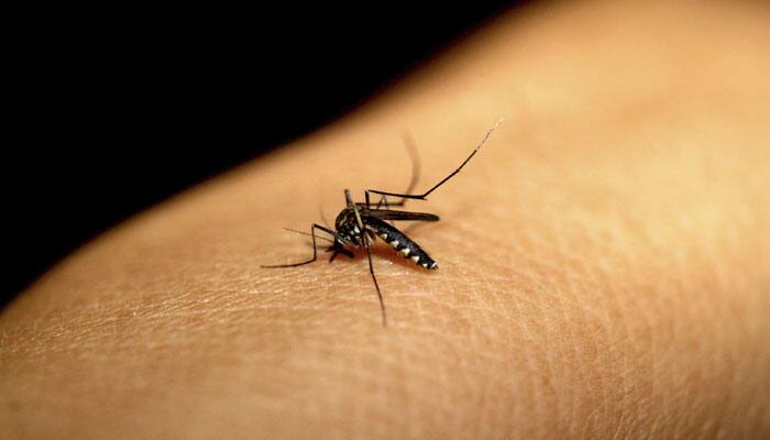 Mosquitoes in Delhi: 5 natural remedies to keep them away ...