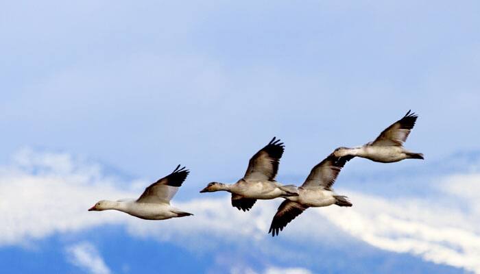 Winged guests start arriving at Bhitarkanika National Park