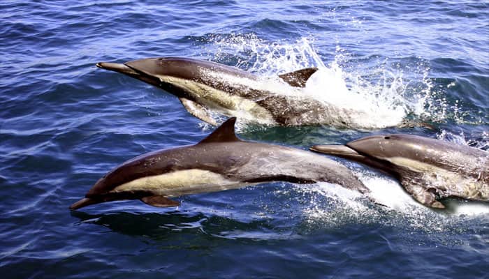 Mercury level in dolphins linked to exposure in humans