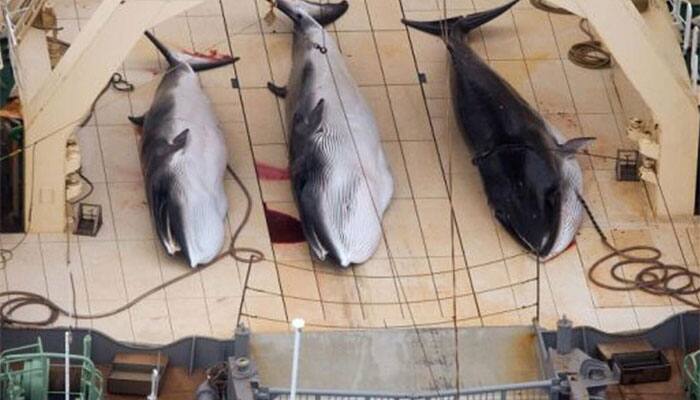 New Zealand leads protest against Japanese whaling plan