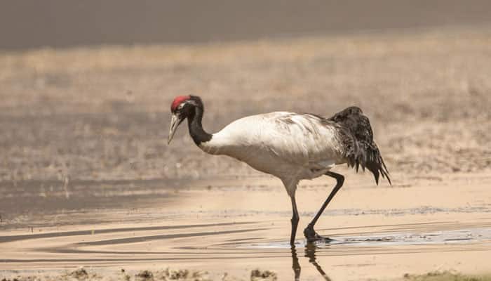 Tibet world&#039;s largest winter habitat for black-necked cranes