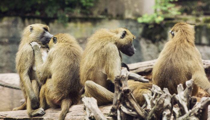 As the clock strikes at midnight, hundreds of monkeys enter Uttarakhand