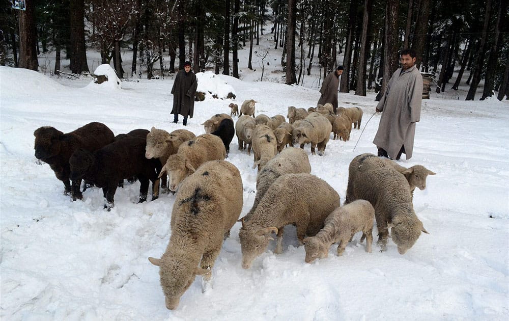 Shepherds with the herd of sheep at a snow covered area after first heavy snowfall, near Mughal Road in Shopian district.