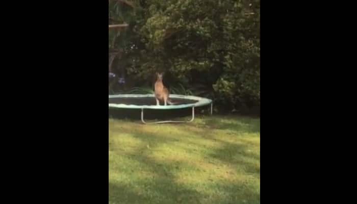 Hilarious video: A kangaroo jumped on a trampoline and then this happened