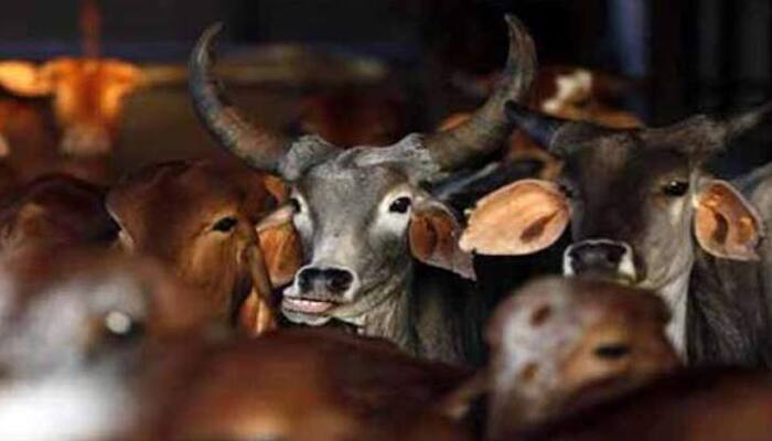 Beef ban in line with directive principles: Maharashtra govt to Bombay HC