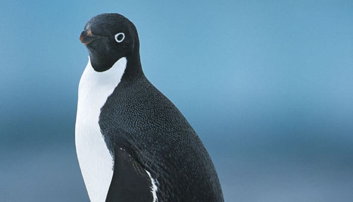Little penguins team up to spot prey: Study