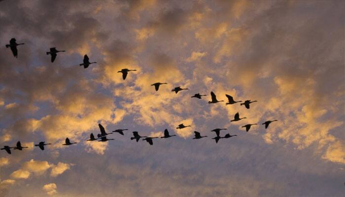 JK&#039;s winged visitors may have to look for cleaner winter home