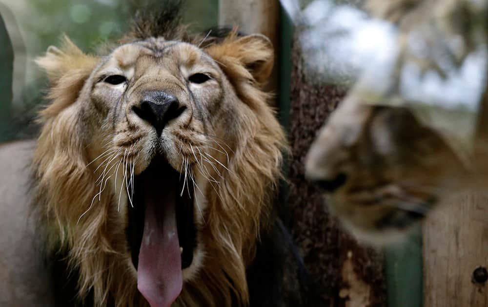 Indian lioness Ginni, right, walks past Jamwan, a male Indian Lion, yawning in its enclosure at the zoo in Prague, Czech Republic.