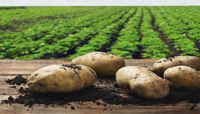 Scientist to grow potatoes on Earth under Mars conditions