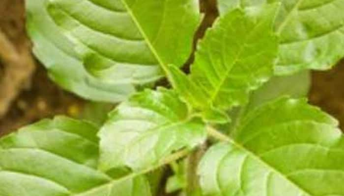 On Tulsi Pujan Diwas, here is why the plant is significant