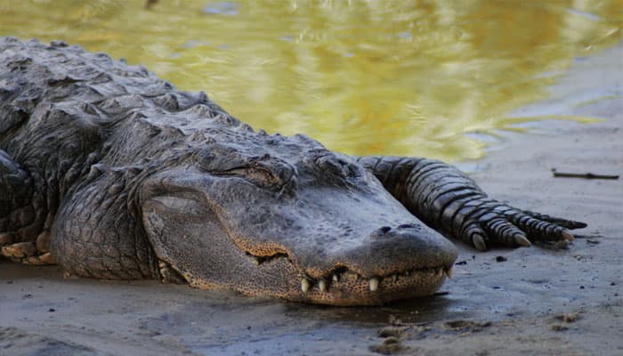 Study shows how temperature determines sex in alligators
