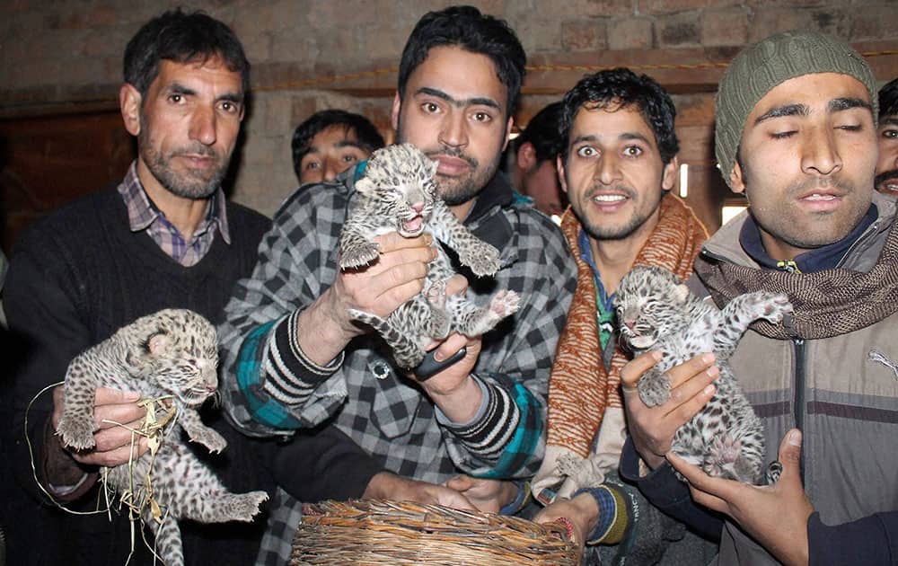 Kashmiri villagers holding leopard cubs which came down to their village after heavy snowfall in upper reaches, at Adi-Trag Sangarwari in south Kashmirs Pulwama district.