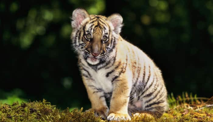 Sad! Mother goes missing, four tiger cubs die of starvation; SIT probe ordered