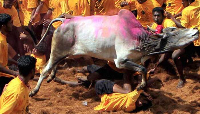Government likely to allow return of Jallikattu in Tamil Nadu