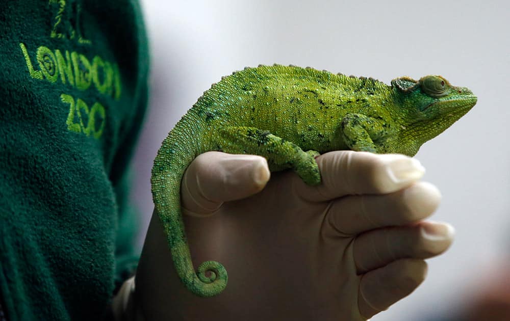 Keeper Luke Harding holds a female Jackson's Chameleon during the annual stocktake press preview at London Zoo in Regents Park in London.