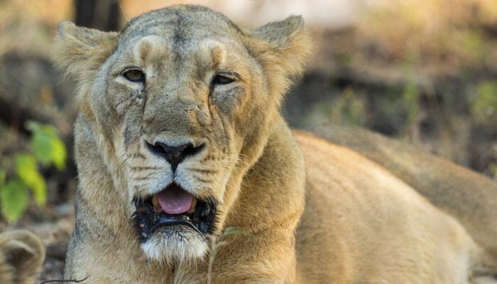 Bizzare spectacle: Asiatic lion jumps in the Arabian sea, gets rescued!- Watch