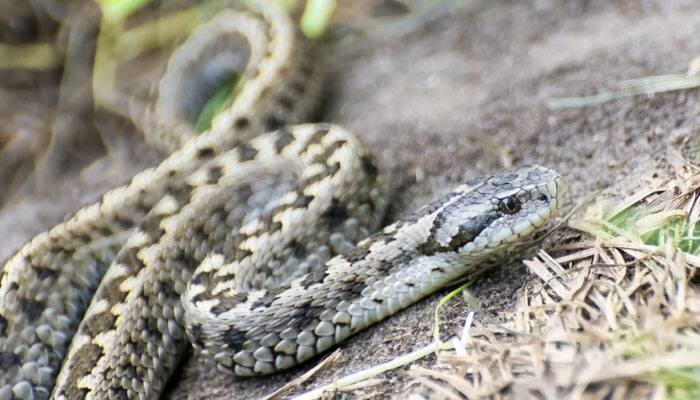 Researchers provide insights on &#039;virgin birth&#039; in snakes