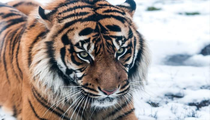 New evidence of wild Siberian tigers found in China