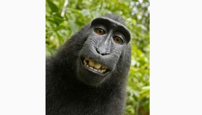 Monkey does not own copyright to his selfie: US judge
