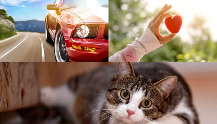 Indians searched for love, preferred car over job and cat over girlfriend in 2015 